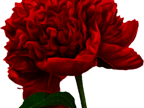 peony engraving