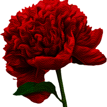 peony engraving