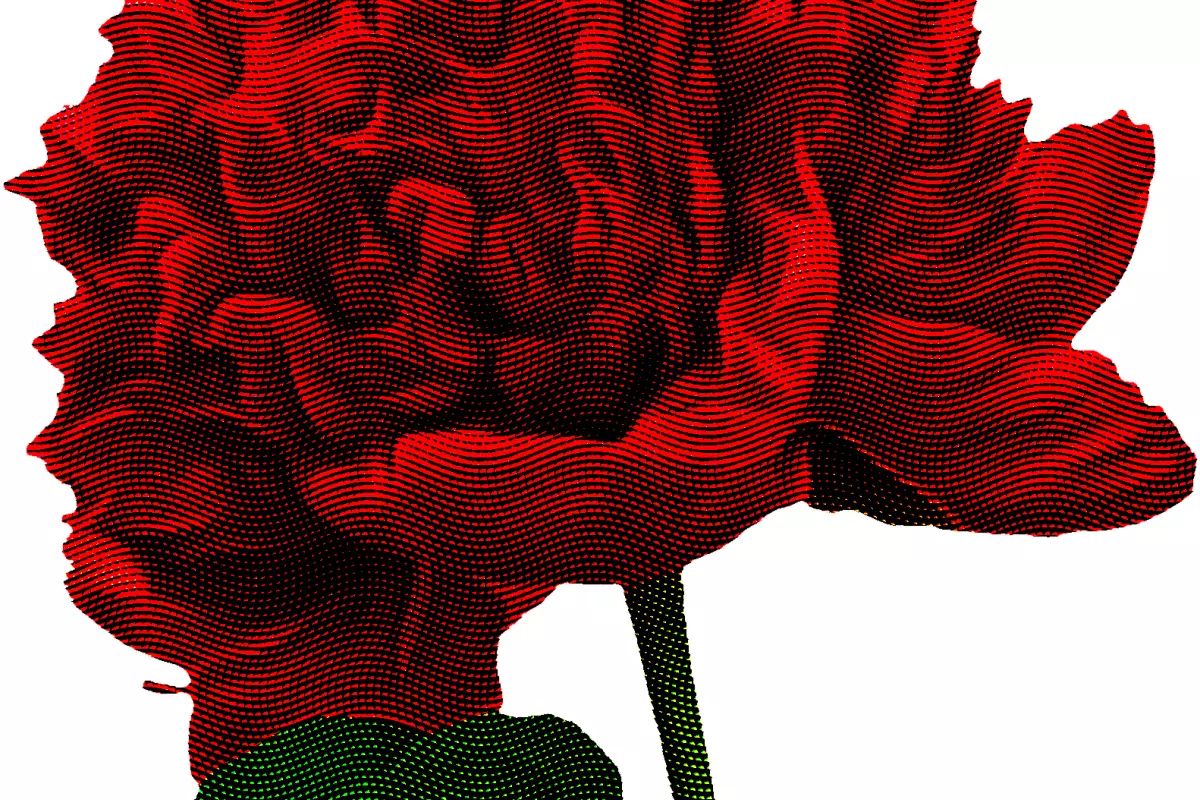 peony engraving